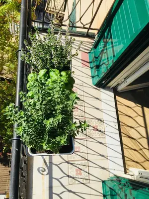 a potted plant hanging on the side of a building at Gò Gò House 2 Casa Aprile in Palermo