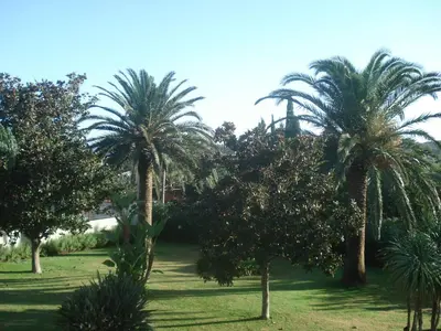 a group of palm trees in a park at Villa Paloma in Castellammare del Golfo