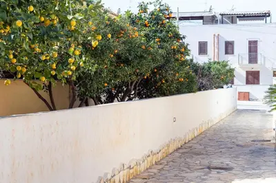 an orange tree on a wall next to a street at Il Faro Casa Vacanze Design Privacy Comfort e Posto Auto in San Vito lo Capo