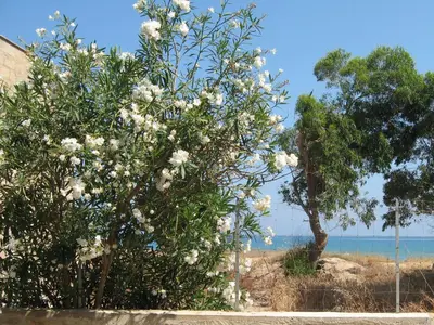 a tree with white flowers on the beach at Elios casevacanze sulla spiaggia in Alcamo