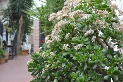a bunch of green plants with white flowers at Appartamento Vivaldi in Mondello