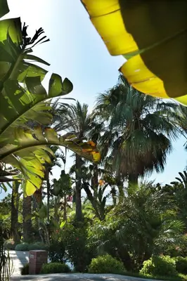 a bunch of palm trees in a park at Il Baglio Della Luna Relais by Le Dhome Sicily in Balestrate