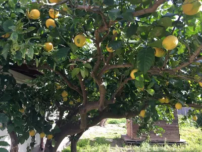a lemon tree with lots of oranges on it at Villa dei Limoni sul Mare in Castellammare del Golfo