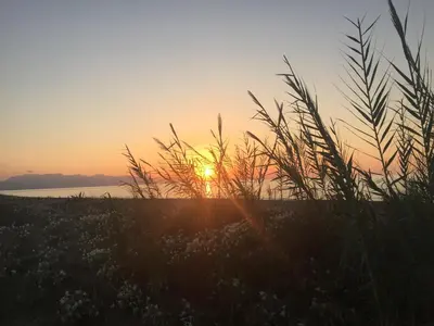 a sunset over a field with tall grass at Casa del Sale, a 50 m dalla spiaggia in Lascari