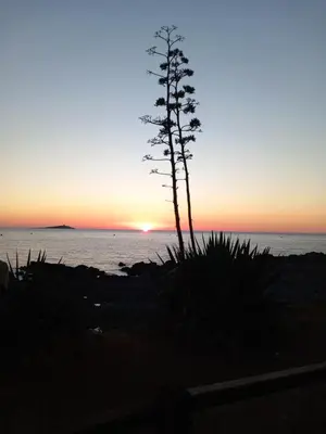 a silhouette of a tree on the beach at sunset at A casa SCALILLA in Palermo