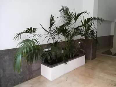 two plants in a white planter in a room at Hostel Tribunale Room Basement in Palermo