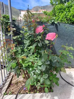two pink roses in a garden next to a fence at Appartamenti Duchessa in Castellammare del Golfo