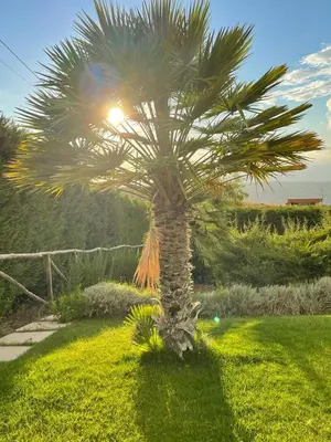 a palm tree in a yard with the sun behind it at Ziba Villa Siciliana con piscina e vista panoramica sul mare in Borgetto