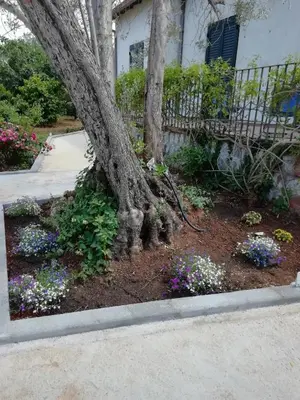 a flower bed around a tree in front of a house at Villa Serrano in Palermo