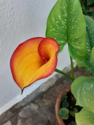 a close up of a flower in a plant at Monolocale da Mariolina in Macari