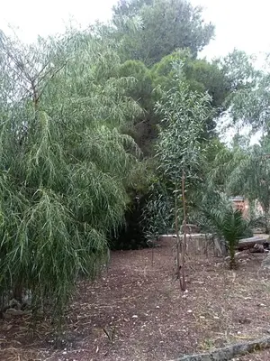 a group of trees in a yard with trees at Villa Marilù in Castellammare del Golfo