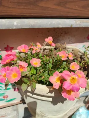 a pot of pink flowers sitting on a table at Terra e Mare in Capaci