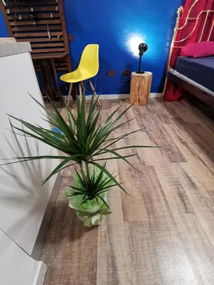 a plant in a room with a yellow chair at CasuzzaMia in Palermo