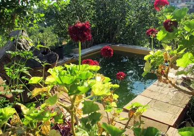 a garden with red flowers and a pond at Casa Vacanza nell'Orto in Termini Imerese