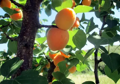a bunch of oranges hanging from a tree at Casa Vacanza nell'Orto in Termini Imerese
