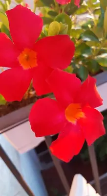 a group of red flowers on a plant at Casa Margò in Monreale