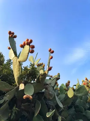 a prickly pear plant with fruits on top of it at B&B Atlante in Palermo