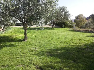 a tree in the middle of a grass field at Masseria Acque Di Palermo in Roccapalumba