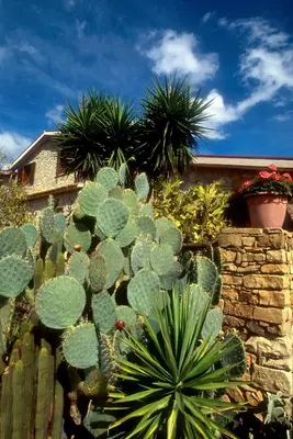 a cactus plant in a garden next to a wall at Villa Dafne in Alia