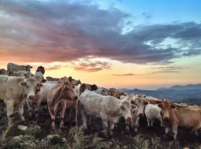 a herd of cows standing on top of a hill at Agriturismo Ridocco in Corleone