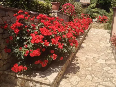 a row of red flowers in a garden at B&B Al Giardino in Monreale