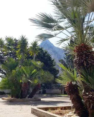 a group of palm trees with a mountain in the background at B&B 