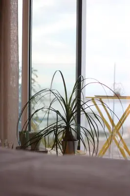 a plant sitting on a table next to a window at Seaview Apartments in Palermo