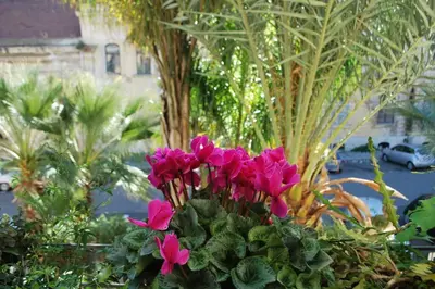 a bunch of pink flowers in a garden at casa immersa nel verde al centro di Palermo in Palermo