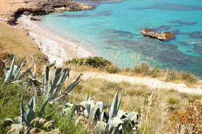 a view of a beach with a cactus at Perla di Mare Appartamenti in Castelluzzo