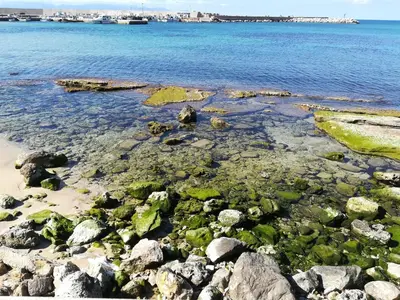 a beach with rocks and algae in the water at Sunset Cottage in Cinisi