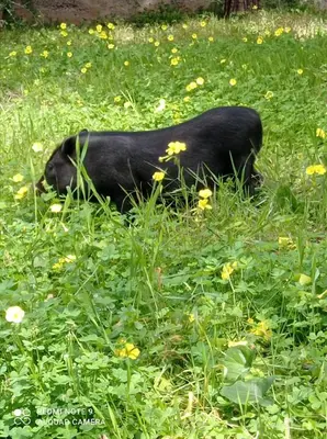 a dog laying in a field of grass with flowers at Sunset Cottage in Cinisi