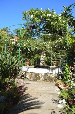 a garden with a large tree with white flowers at mondello beach luxury apartments in Palermo
