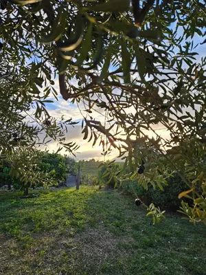 a person standing in a field behind some trees at Villa del Carrubo a due passi dal mare di Cefalù in Collesano