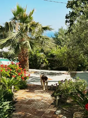 a cat walking through a garden with a palm tree at Casa Villea in Trabia