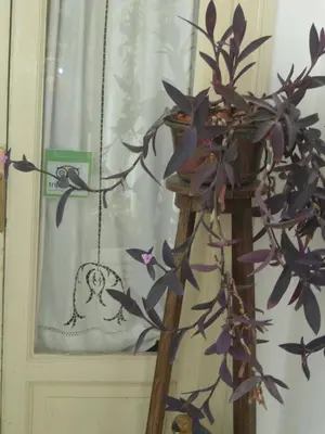 a plant in front of a window next to a curtain at Rosella Bianchi in Palermo