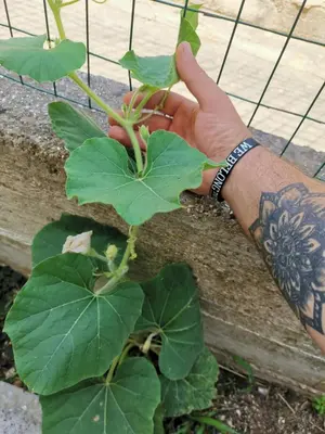 a person holding a plant with a bunch of leaves at Frida casavacanze in Castellammare del Golfo