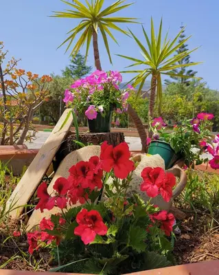 a group of flowers in a garden with palm trees at Frida casavacanze in Castellammare del Golfo