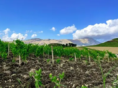 a field of vines with mountains in the background at Corleone GUESTHOUSE in Corleone