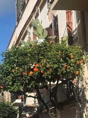 a planter filled with oranges on the side of a building at By the Sea Apartment #4 in Terrasini