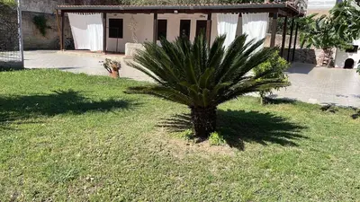 a palm tree in the grass in front of a house at Campofelice Casa vacanza in Palermo