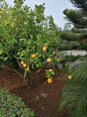 an orange tree with lots of oranges on it at Villa Maricetta in Castellammare del Golfo