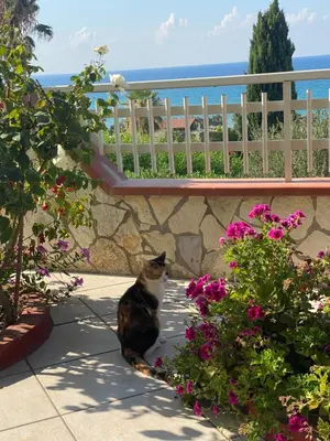 a cat sitting on a sidewalk next to some flowers at Villa Mare Giuggiola in Alcamo Marina