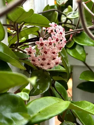 a bunch of pink flowers on a plant at Casa Lunastella Locazione Turistica in Mondello