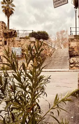 a plant in front of a set of stairs at Cathedral House Design in Palermo