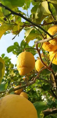 a bunch of lemons growing on a tree at Le Vele Mondello, villa a due passi dal mare in Mondello