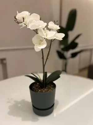 a white orchid plant in a black pot on a table at Lux Apartment in Historical Center of Palermo in Palermo
