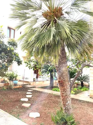 a palm tree in a yard next to a building at B&B La CYCAS in San Vito lo Capo