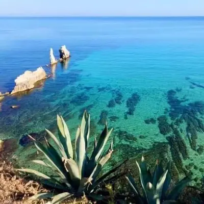 a large body of water with a plant in the foreground at Sea life Terrasini in Terrasini