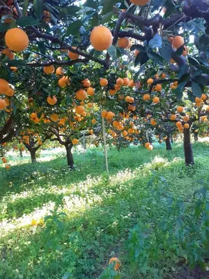 a bunch of oranges hanging from trees in a field at Casa bluchic Gioisia in Isola delle Femmine