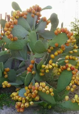 a green plant with orange berries on it at Casa bluchic Gioisia in Isola delle Femmine
